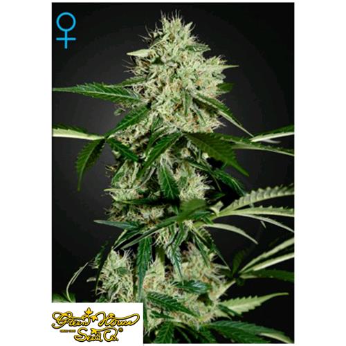 GREEN HOUSE - NORTHERNS LIGHTS AUTO - 5 SEMI