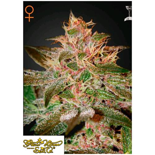 GREEN HOUSE - PURE KUSH - 3 SEMI