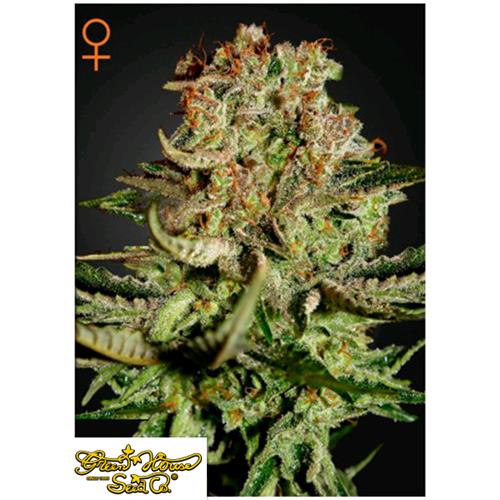 GREEN HOUSE - SUPER BUD - 10 SEMI