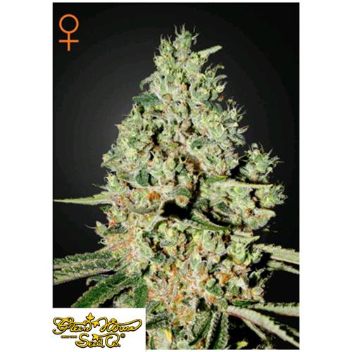 GREEN HOUSE - SUPER CRITICAL - 5 SEMI