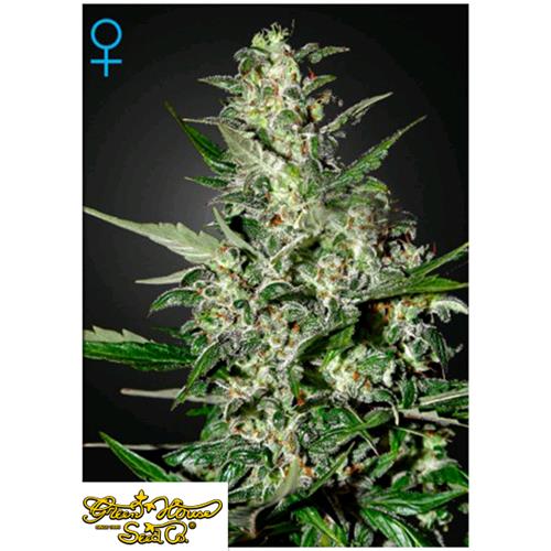 GREEN HOUSE - SUPER CRITICAL AUTO - 3 SEMI