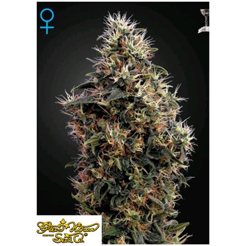 GREEN HOUSE - SWEET MANGO AUTO - 10 SEMI