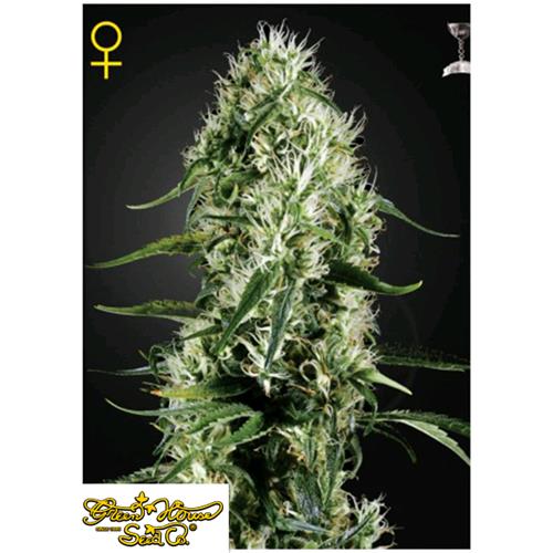 GREEN HOUSE - SUPER SILVER HAZE - 3 SEMI