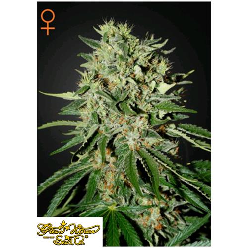 GREEN HOUSE - THE DOCTOR - 5 SEMI