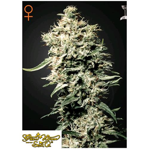 GREEN HOUSE - WHITE RHINO - 10 SEMI