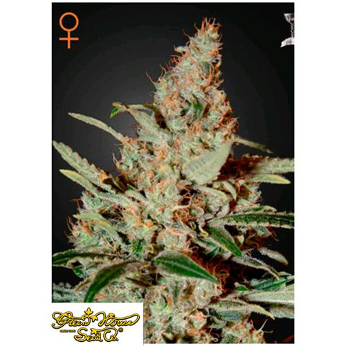 GREEN HOUSE - CHEMDOG FEM - 5 SEMI