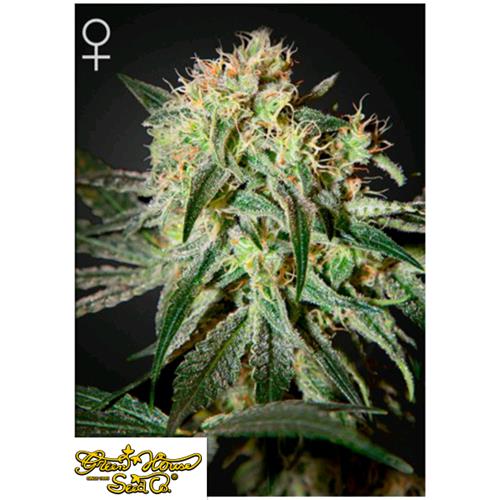 GREEN HOUSE - DAMN SOUR FEM - 3 SEMI