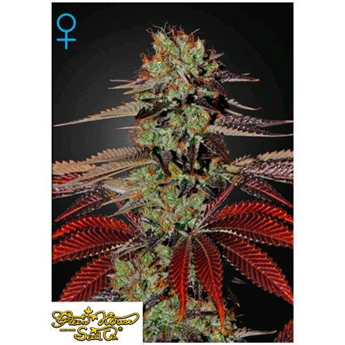 GREEN HOUSE - KING'S KUSH AUTO - 3 SEMI