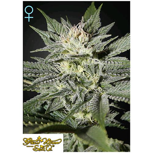 FINO AD ESAURIMENTO SCORTE GREEN HOUSE - KING'S KUSH CBD - 10 SEMI