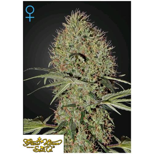 GREEN HOUSE - SUPER BUD AUTOFLOWERING - 5 SEMI