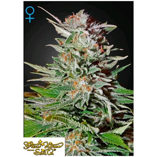 GREEN HOUSE - SUPER LEMON HAZE AUTOFLOWERING - 5 SEMI