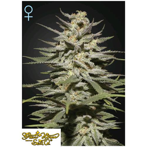 GREEN HOUSE - SUPER LEMON HAZE CBD - 5 SEMI
