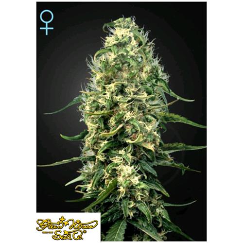 FINO AD ESAURIMENTO SCORTE GREEN HOUSE - SUPER SILVER HAZE CBD - 5 SEMI
