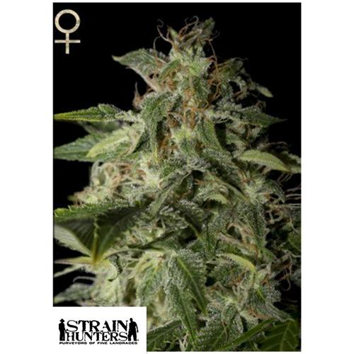 GREEN HOUSE - STRAIN HUNTERS - AFGOOEY FEM - 3 SEMI
