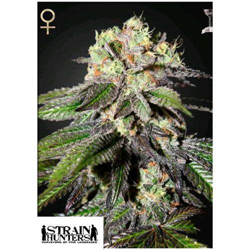 GREEN HOUSE - STRAIN HUNTERS - CABOOSE FEM - 5 SEMI