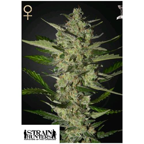 GREEN HOUSE - STRAIN HUNTERS - FLOWERBOMB KUSH FEM - 3 SEMI