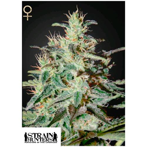 GREEN HOUSE - WHITE LEMON - 10 SEMI (STRAIN HUNTERS)