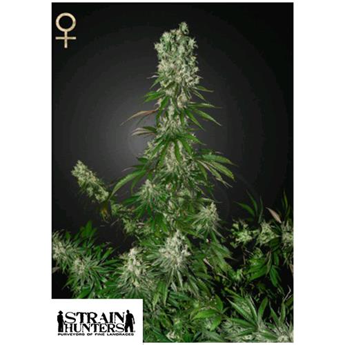 GREEN HOUSE - WHITE STRAWBERRY SKUNK - 5 SEMI (STRAIN HUNTERS)
