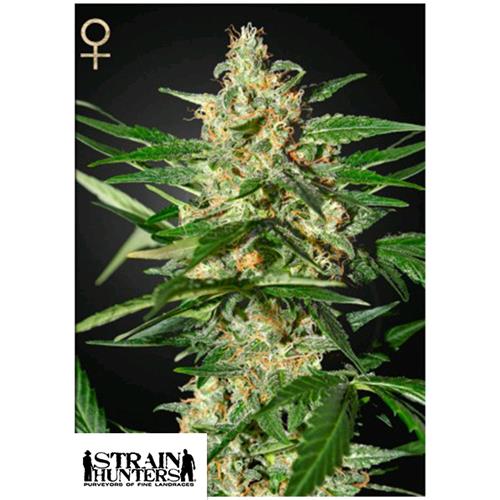 GREEN HOUSE - STRAIN HUNTERS - DAMNESIA AUTO - 3 SEMI