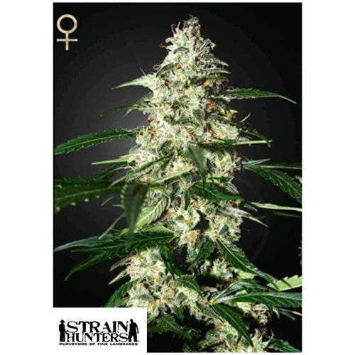 GREEN HOUSE - SKUNK AUTOFLOWERING - 3 SEMI (STRAIN HUNTERS)