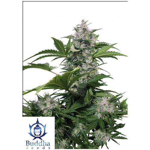 BUDDHA SEEDS - WHITE DWARF AUTO - 5 SEMI
