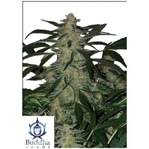 BUDDHA SEEDS - DEIMOS AUTO - 10 SEMI - BLISTER 10 SEMI SEPARABILI - REGOLARI