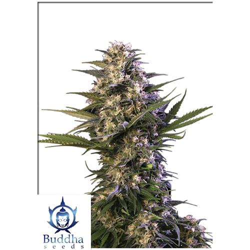 BUDDHA SEEDS - KRAKEN FEMMINIZZATA - BLISTER 10 SEMI SEPARABILI
