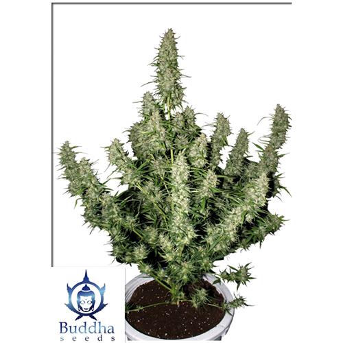 BUDDHA SEEDS - MAGNUM AUTO - 3 SEMI