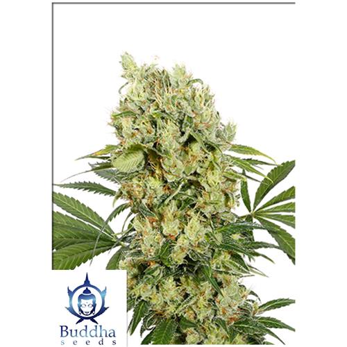BUDDHA SEEDS - MEDIKIT FEMMINIZZATA - 3 SEMI