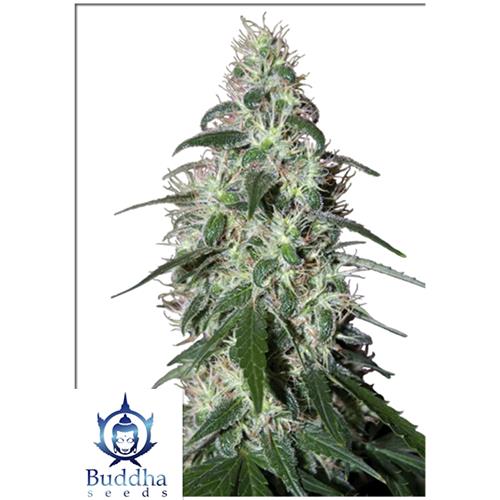 BUDDHA SEEDS - PULSAR FEMMINIZZATA - 3 SEMI