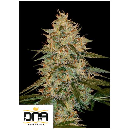 DNA GENETICS - CHOCOLOPE KUSH FEM - 10 SEMI