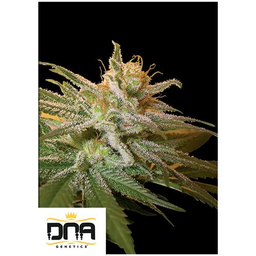 DNA GENETICS - KUSHBERRY FEM - 3 SEMI
