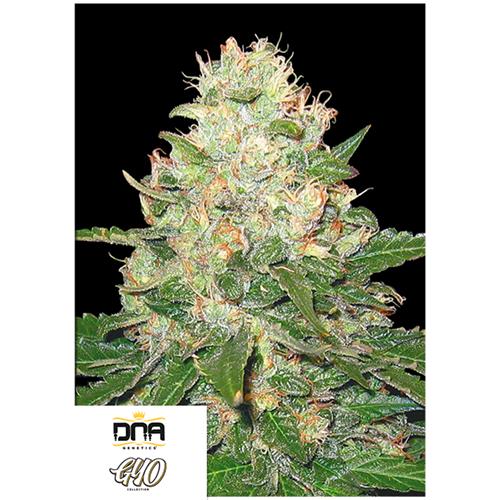 DNA GENETICS - ROCKLOCK FEM - 6 SEMI