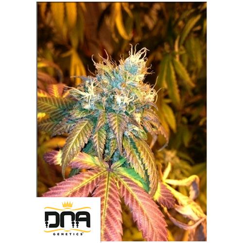 DNA GENETICS - SOUR SECRET FEM - 5 SEMI