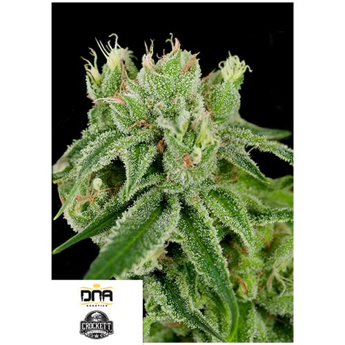 DNA GENETICS - BANANA SPLIT FEM - 6 SEMI