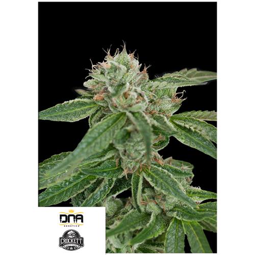 DNA GENETICS - CROCKETTS CONFIDENTIAL REG - 12 SEMI