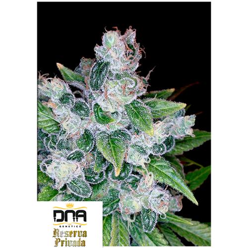 DNA GENETICS - KANDY KUSH FEM - 6 SEMI