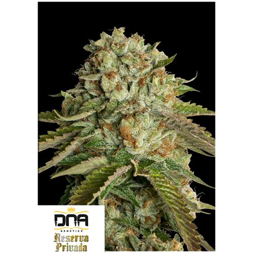 DNA GENETICS - KOSHER KUSH FEM - 5 SEMI