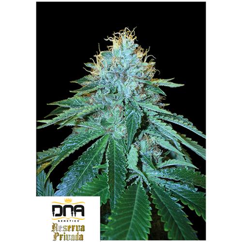 DNA GENETICS - THE OG #18  FEM - 3 SEMI