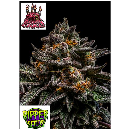RIPPER SEEDS - BRAIN CAKE - 3 SEMI