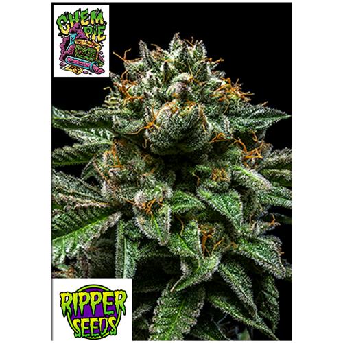 RIPPER SEEDS - CHEMPIE - 3 SEMI