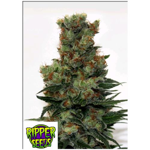 RIPPER SEEDS - RIPPER BADAZZ - 1 SEME
