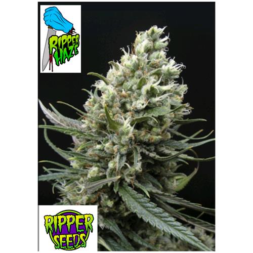 RIPPER SEEDS - RIPPER HAZE - 3 SEMI