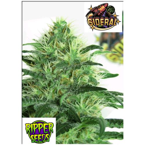 RIPPER SEEDS - SIDERAL - 1 SEME