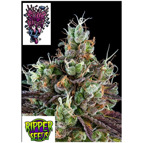 RIPPER SEEDS - SOUR RIPPER - 5 SEMI