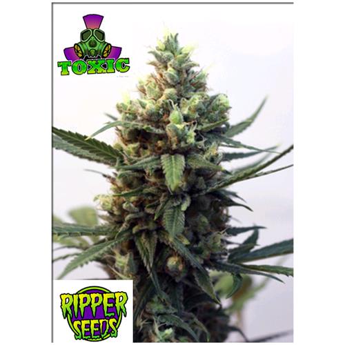 RIPPER SEEDS - TOXIC - 5 SEMI