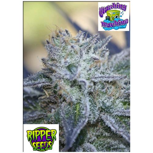 RIPPER SEEDS - WASHING MACHINE - 5 SEMI