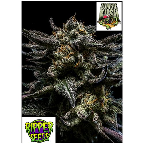 RIPPER SEEDS - ZOMBIE KUSH - 5 SEMI