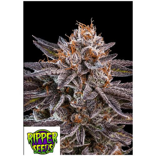 RIPPER SEEDS - OMG - 5 SEMI