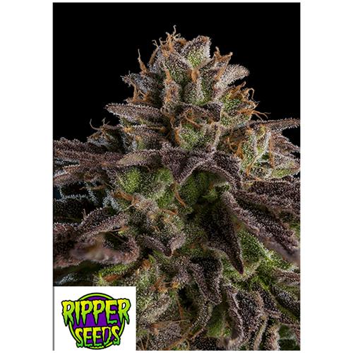 RIPPER SEEDS - KMINTZ - 5 SEMI